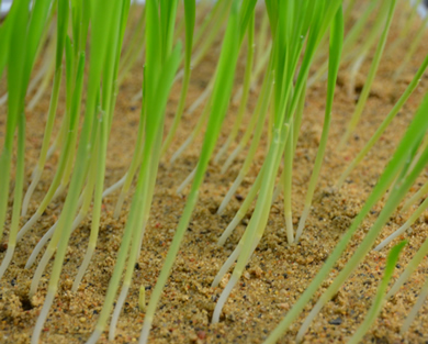 Corn samples ready for evaluation