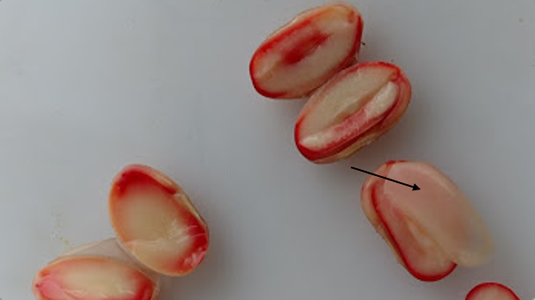 Soybeans showing staining from Tetrazolium testing