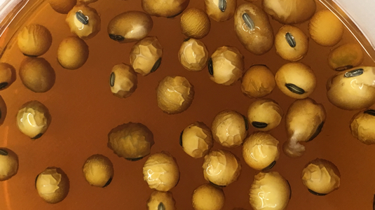 Soybeans during soak test
