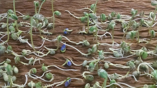 Soybeans on tray ready for testing