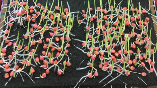 Seed ready for evaulation