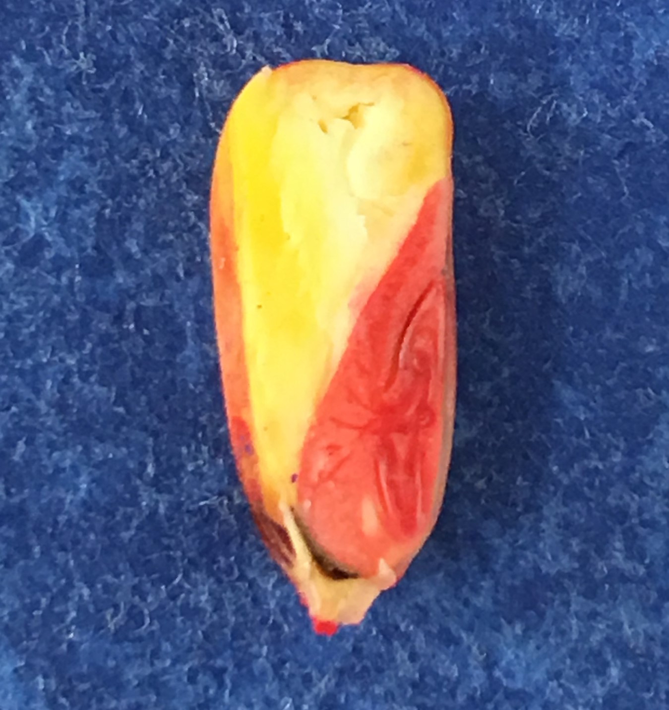 Corn showing red staining patterns from Tetrazolium testing