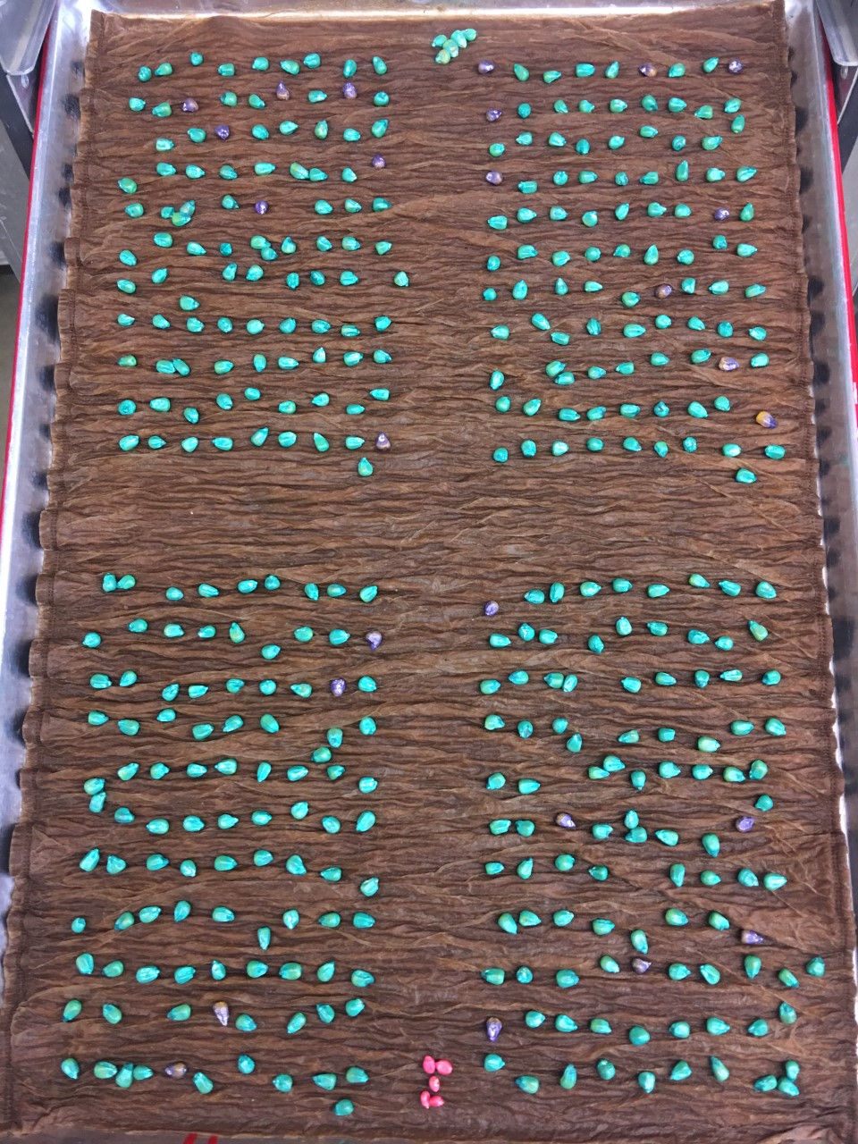 Seeds arranged in bioassay. Pink seeds at front are check seeds.