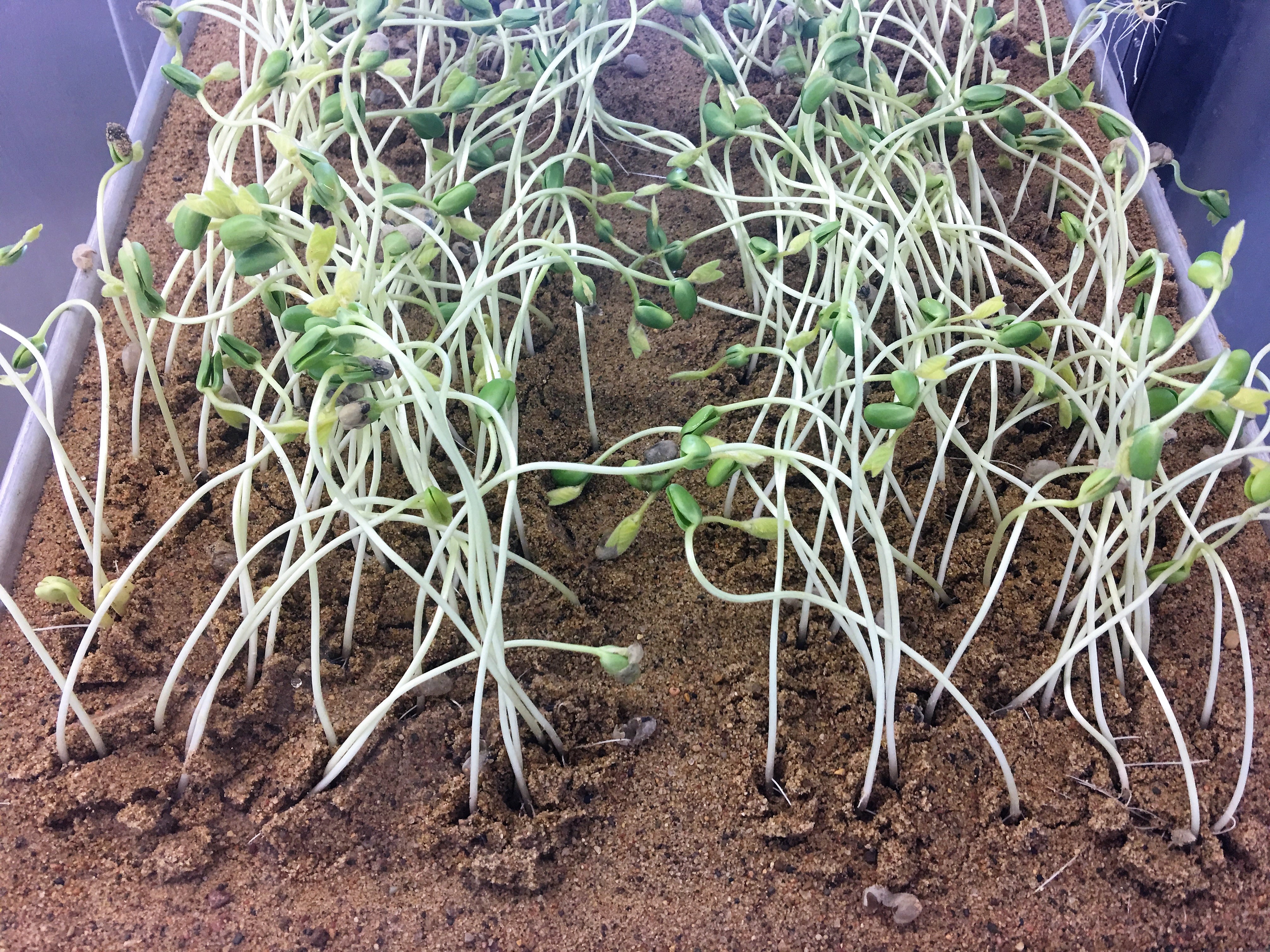 Soybean seedlings ready for evaluation