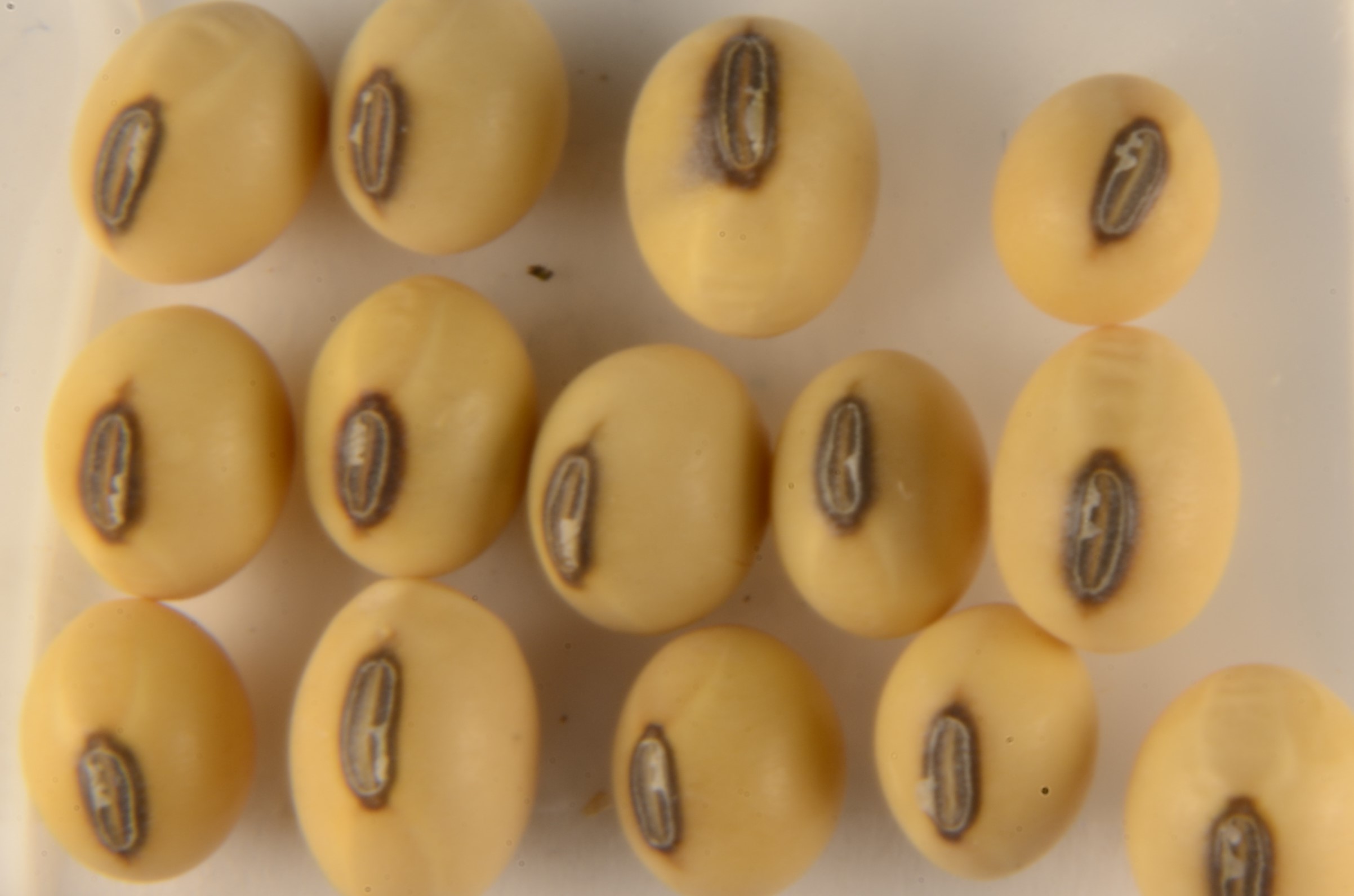 Soybean hilium colors being evaluated