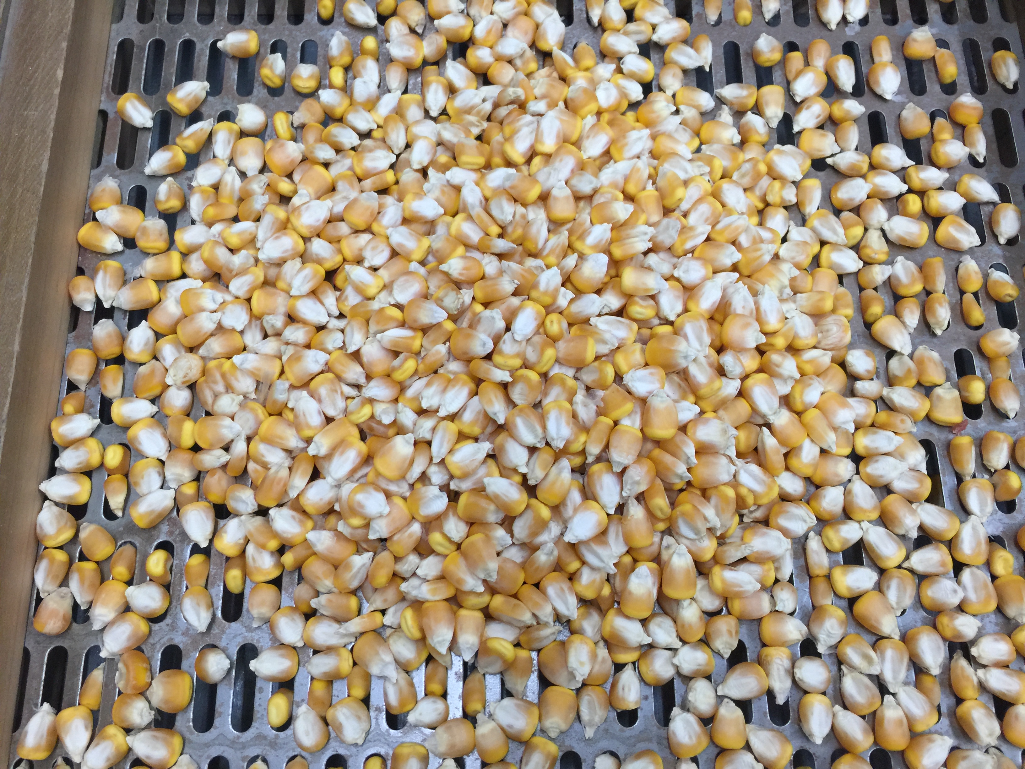 Corn on testing screen