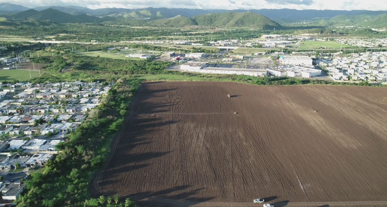 Puerto Rico, site of winter growouts