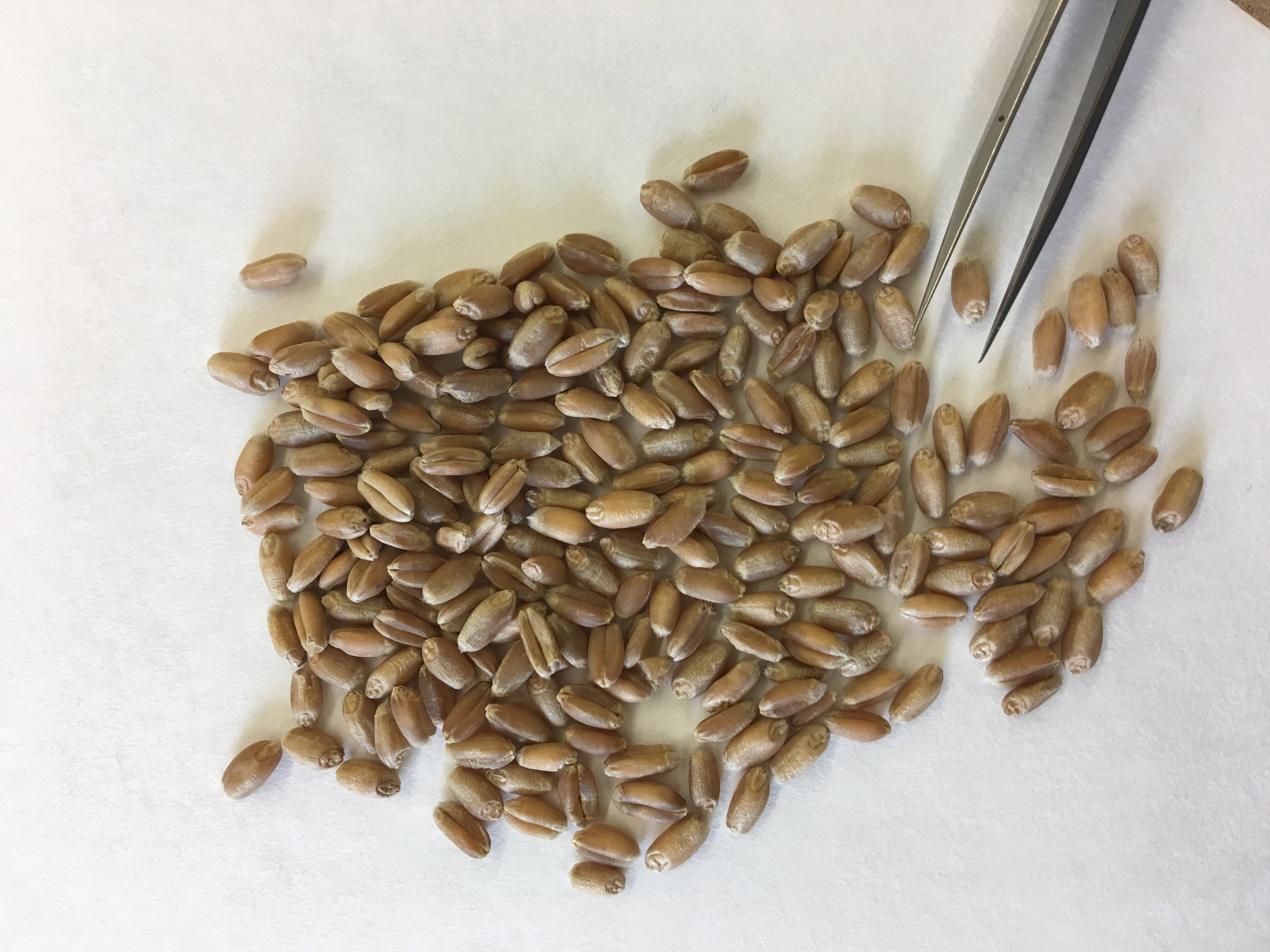 Wheat seed being evaluated