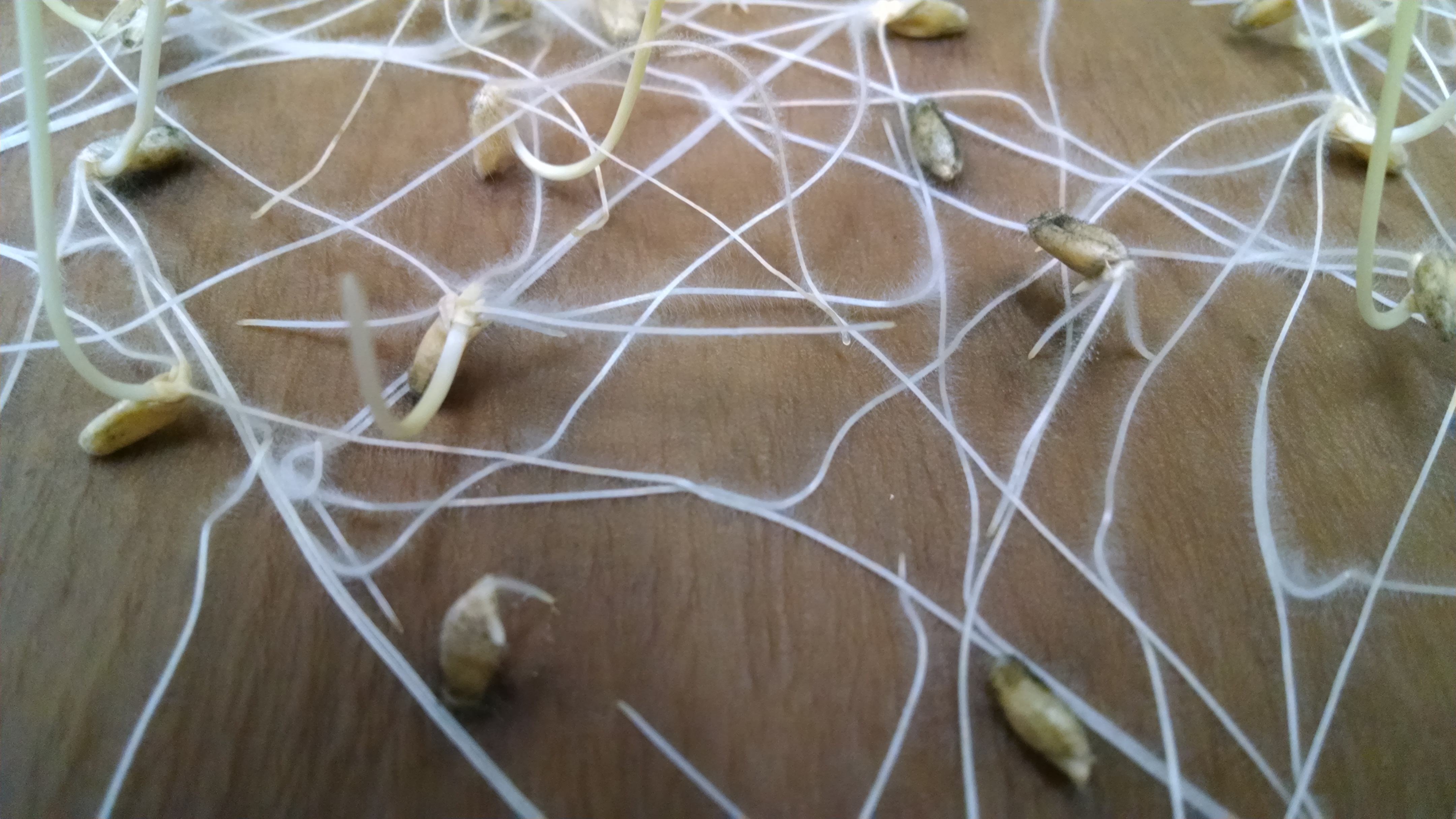 Cereal germination