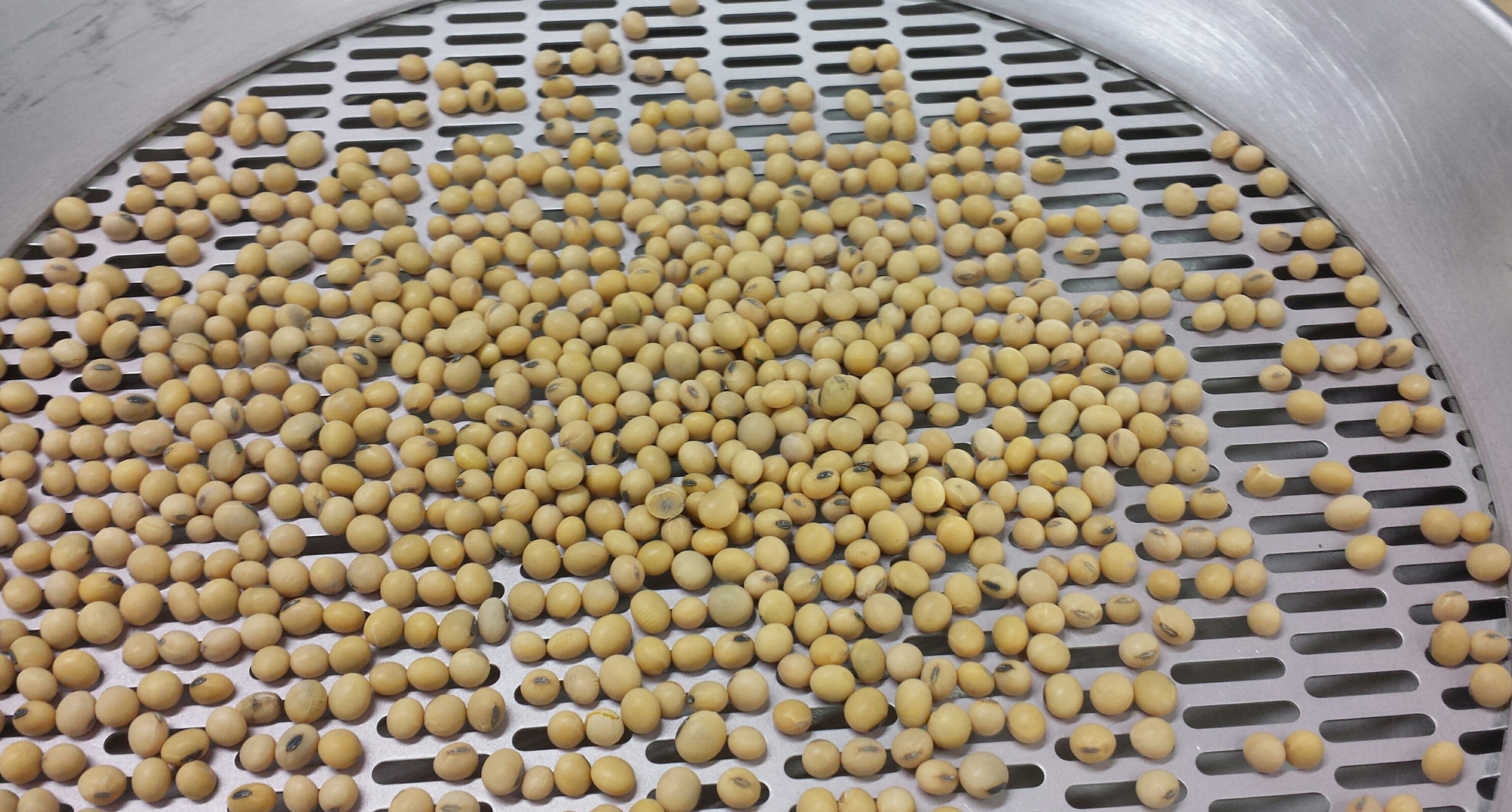 Soybean Purity & Noxious Weed examination