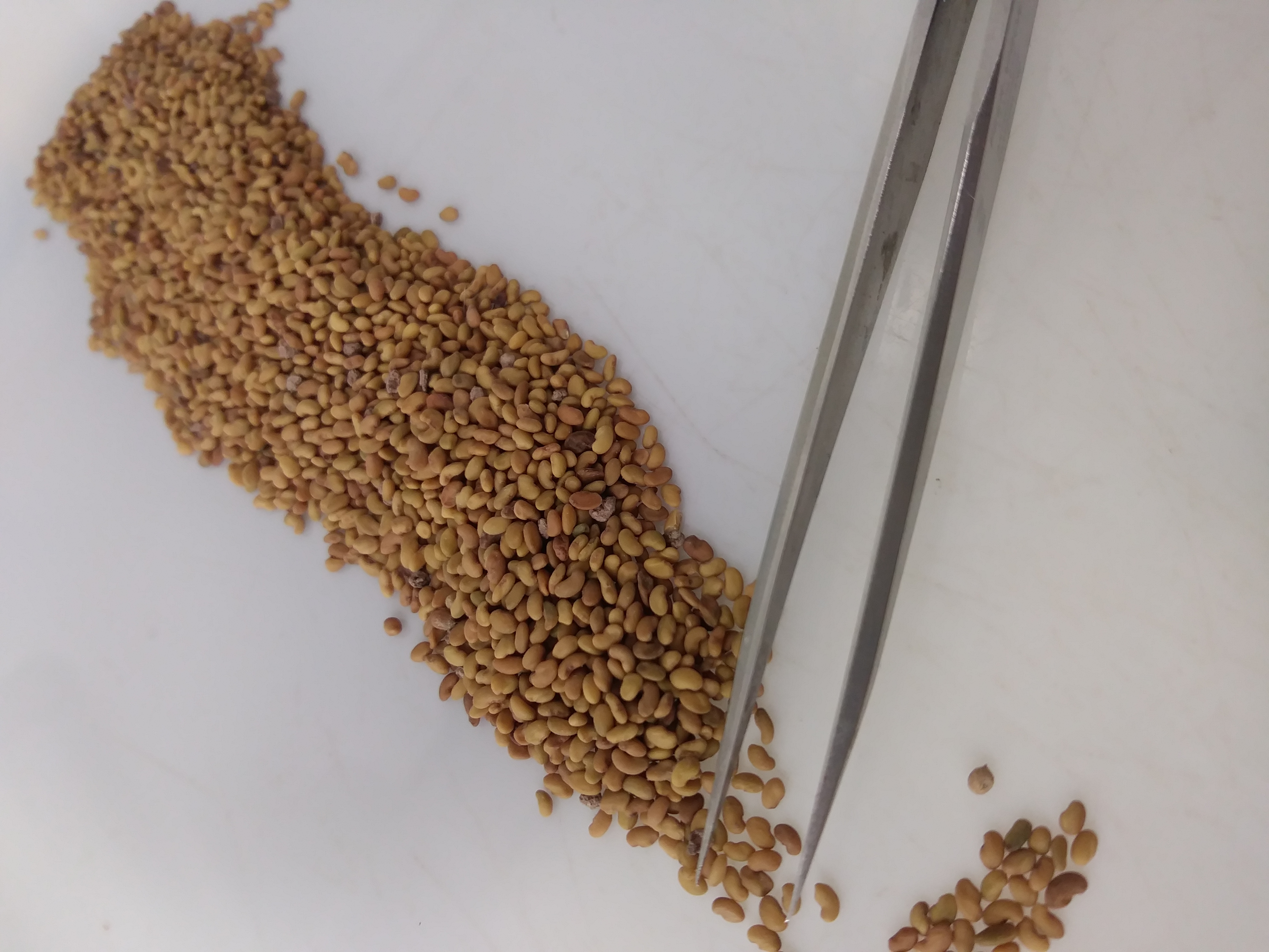 Alfalfa on purity board