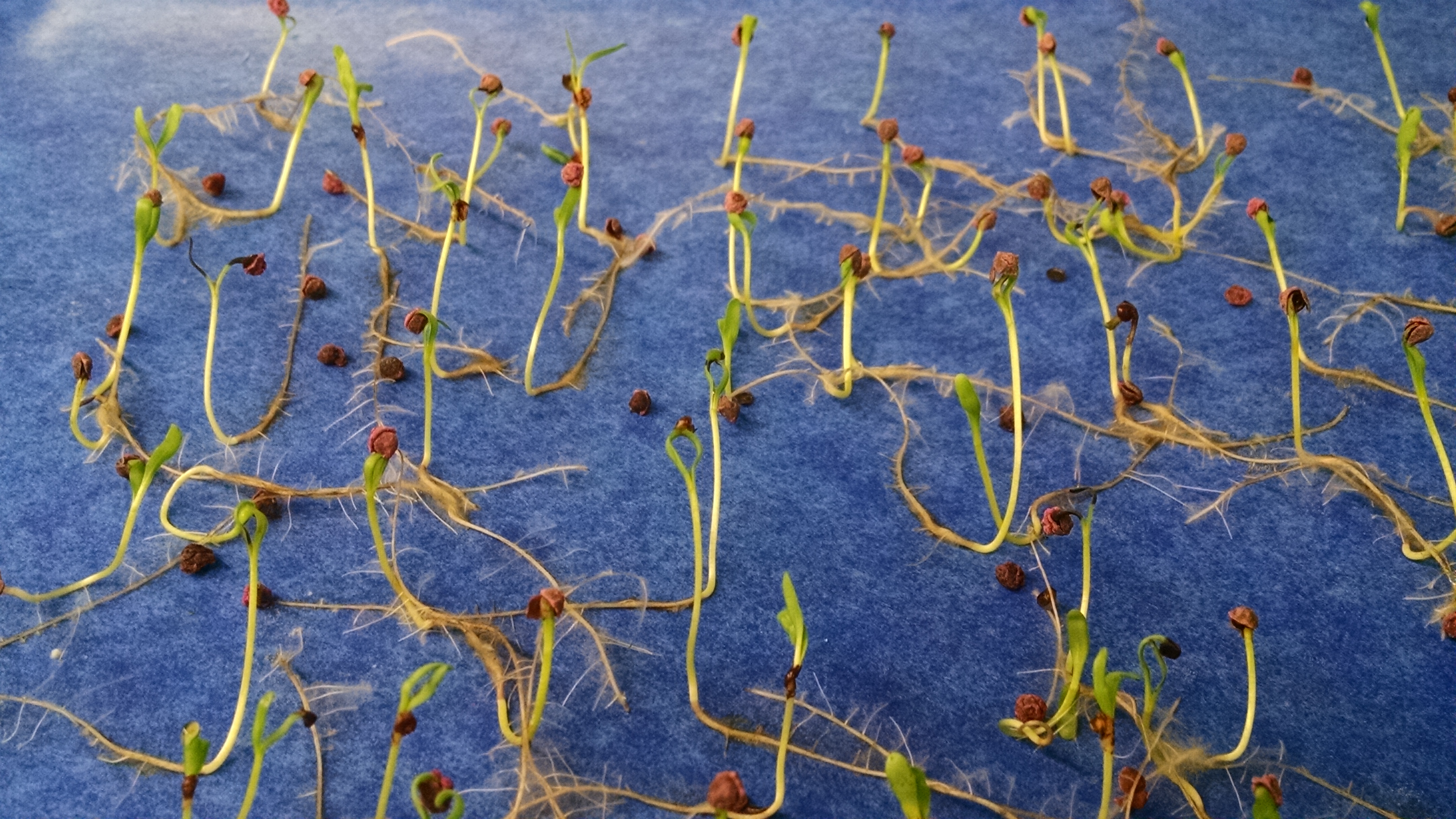 Beets Germination