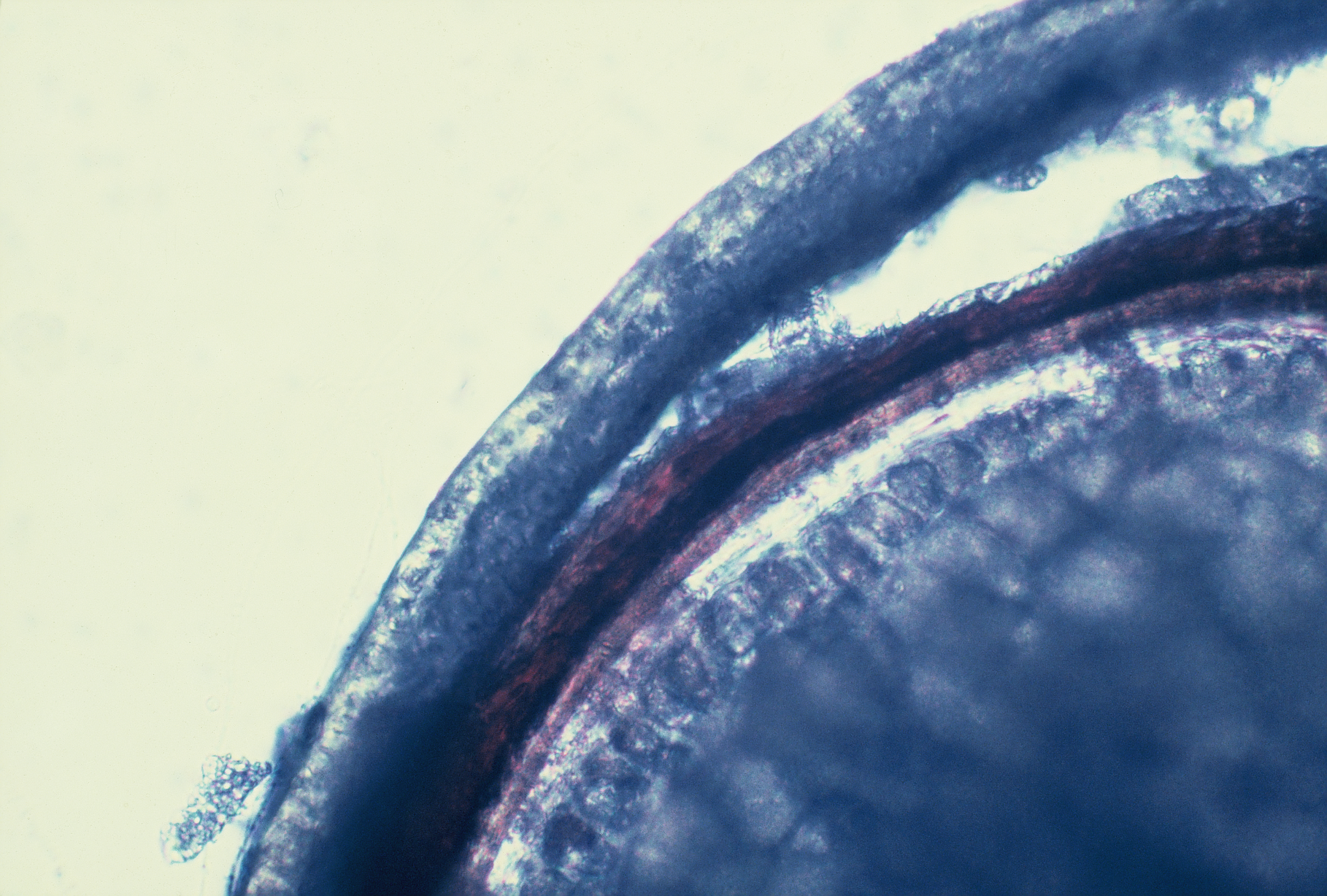 Cross section of Beardless Wildrye grass