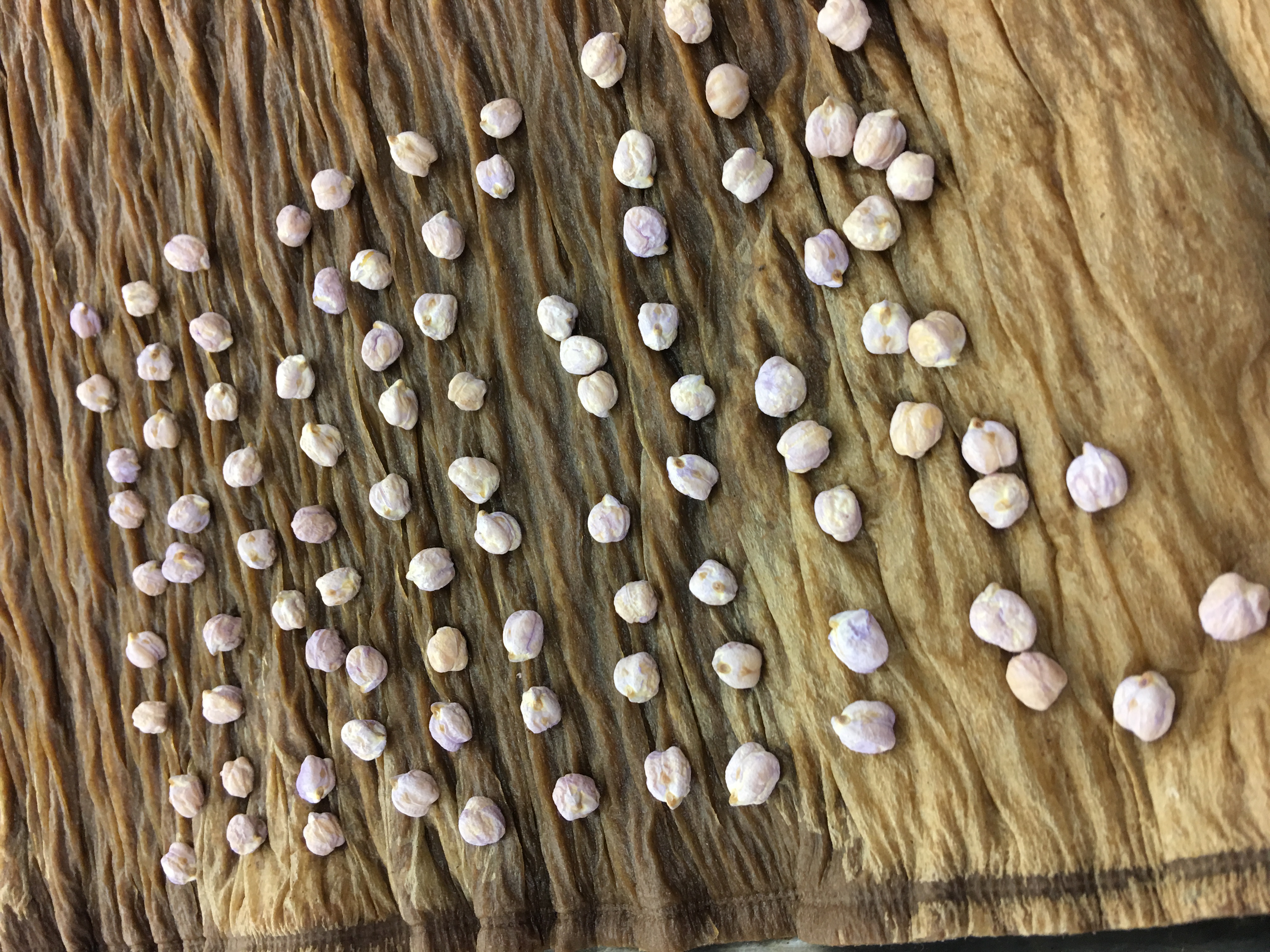 Chickpea germination