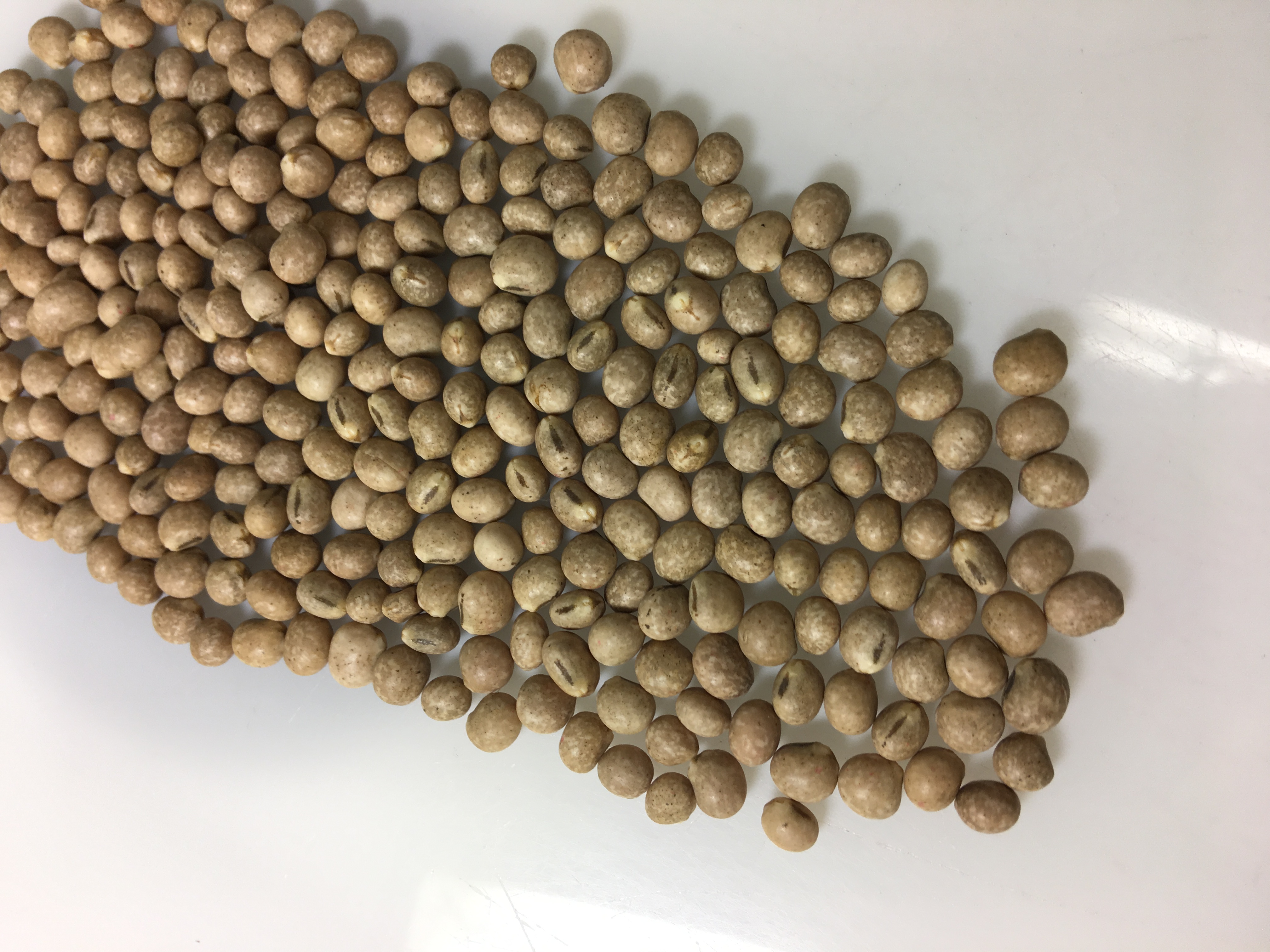 lupinus seed