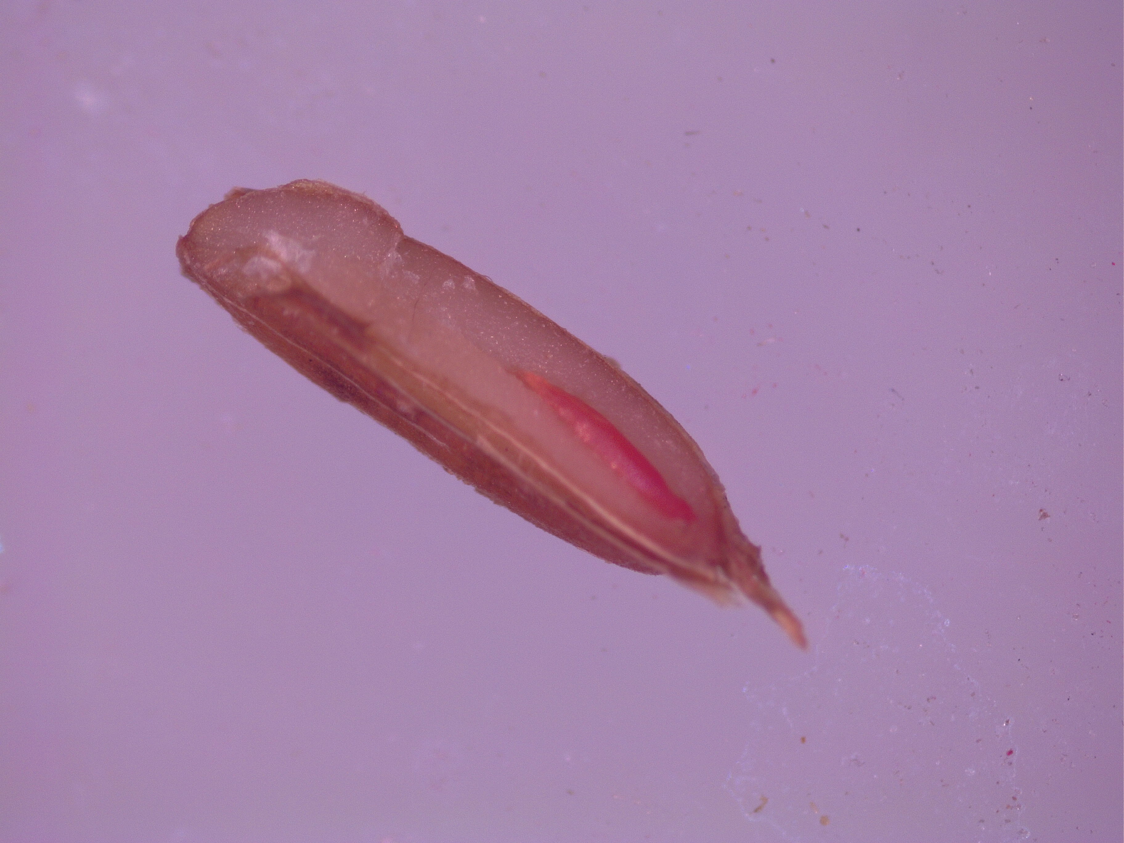 Carrot showing staining from Tetrazolium testing