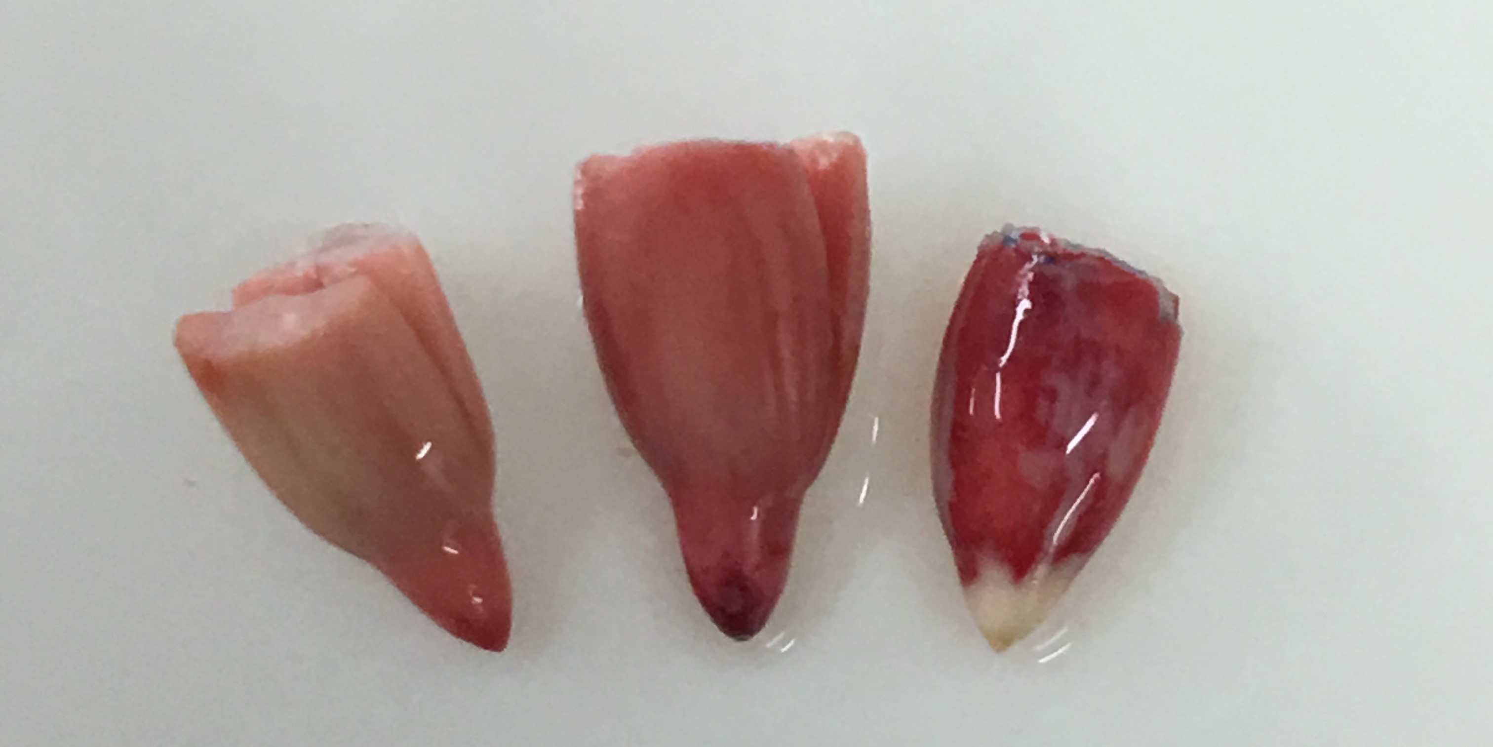 Sunflower Seeds showing red staining from Tetrazolium testing
