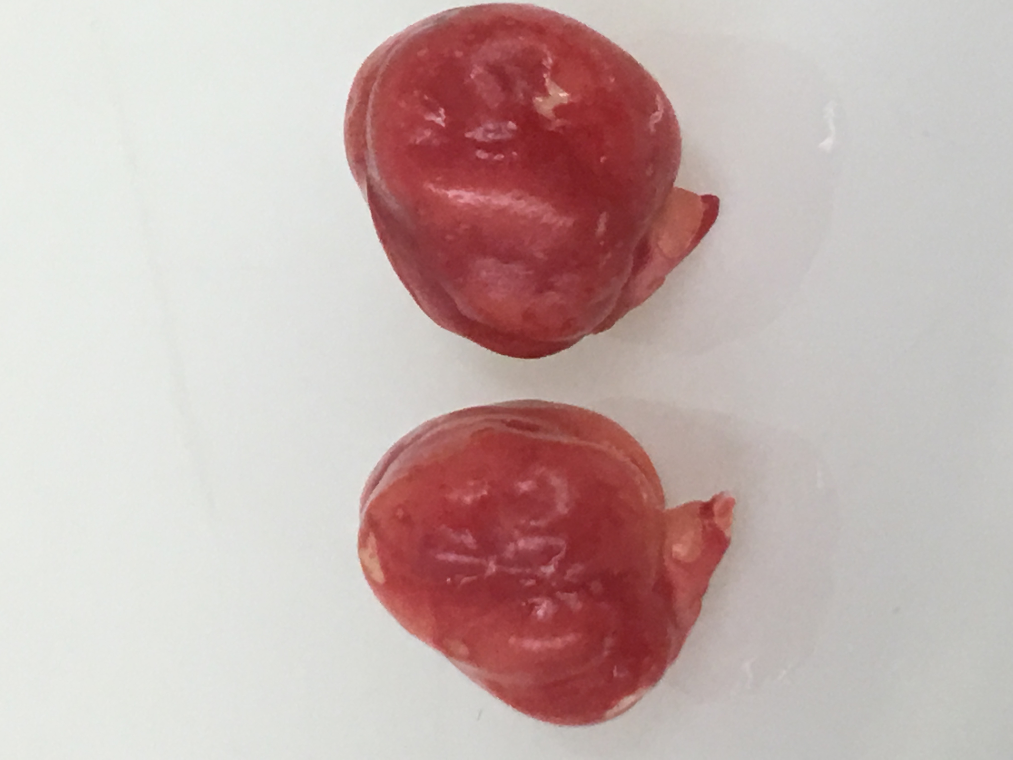 Chickpeas showing red staining from Tetrazolium testing