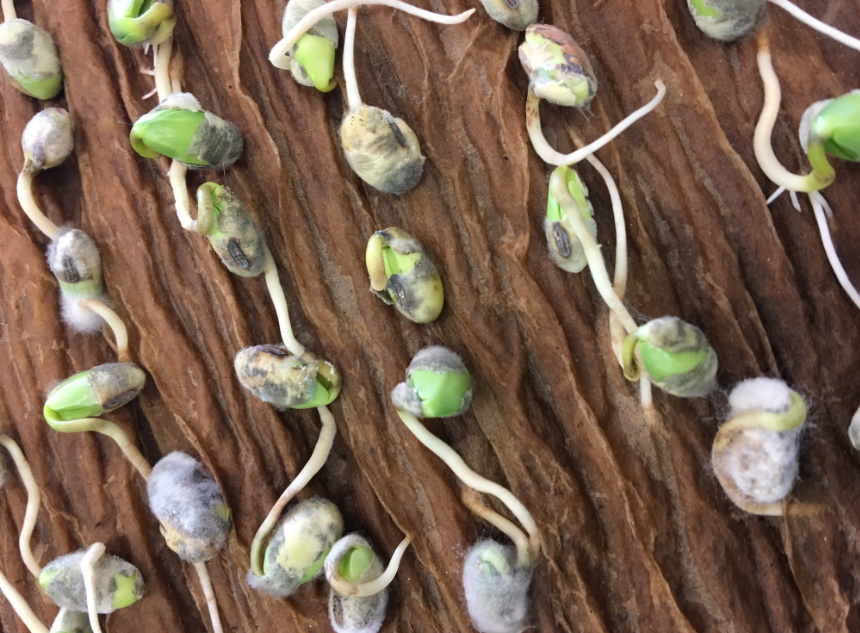Soybean Warm Germination