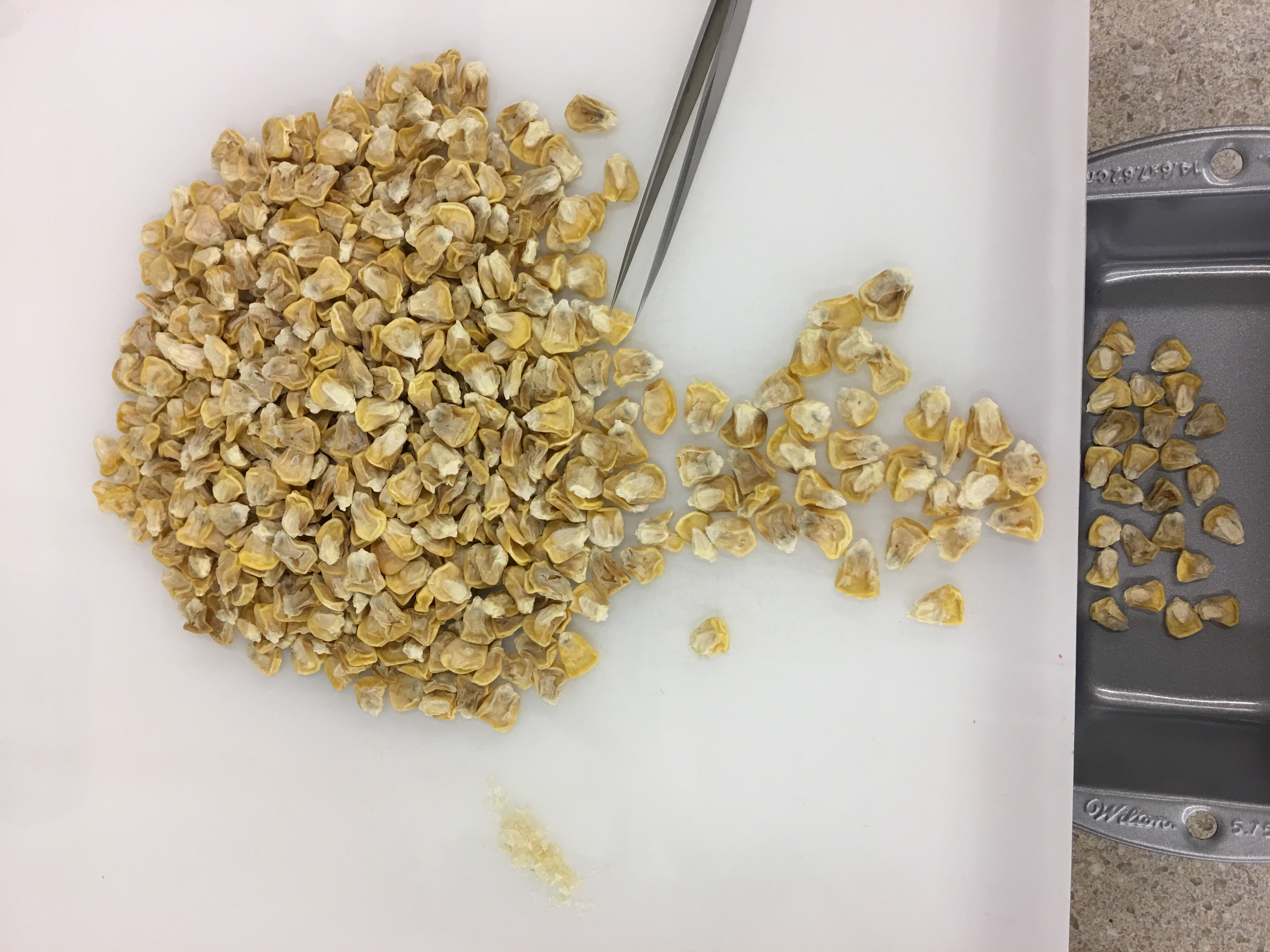 Sweet corn purity testing