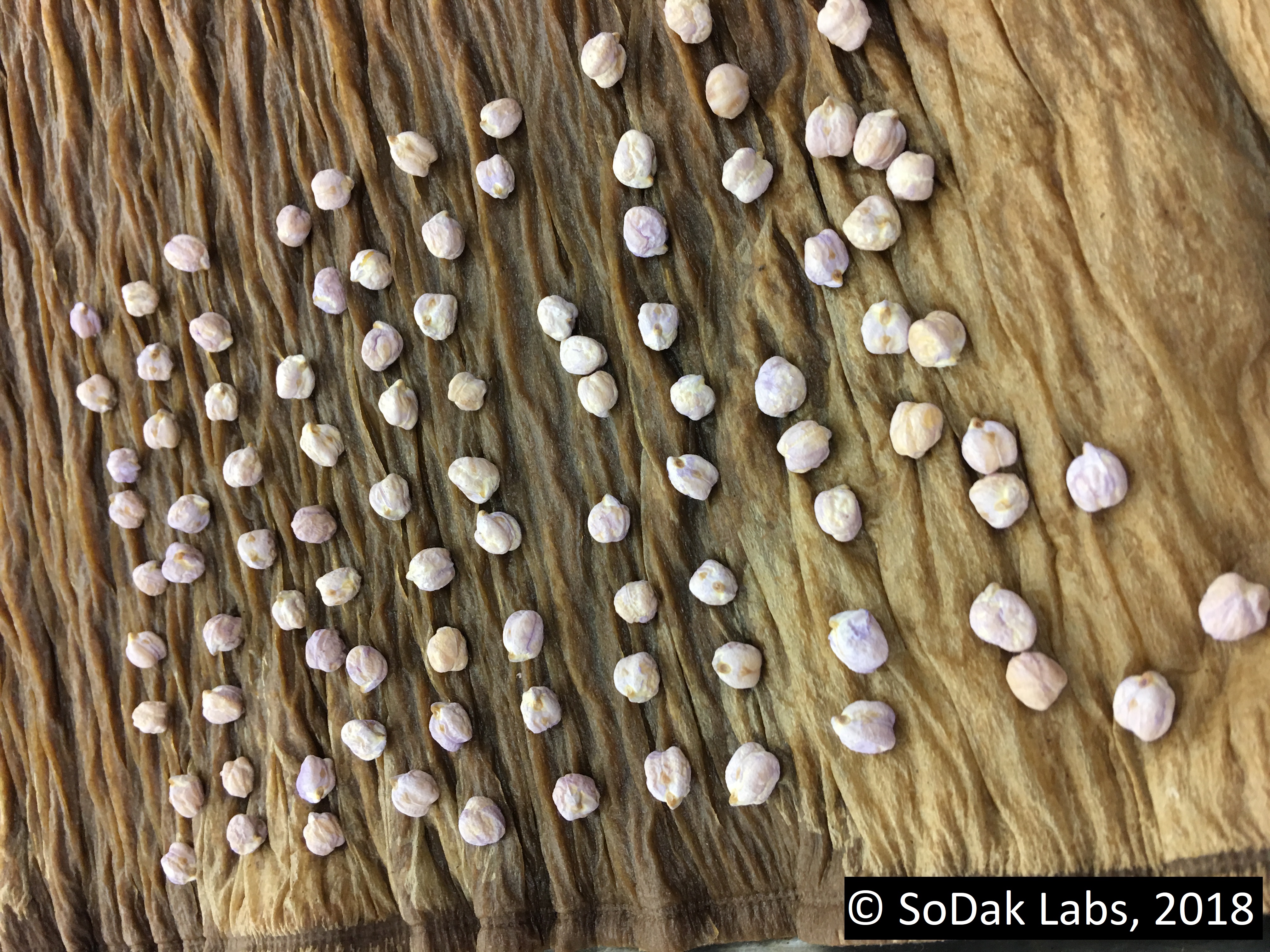 Chickpea germination