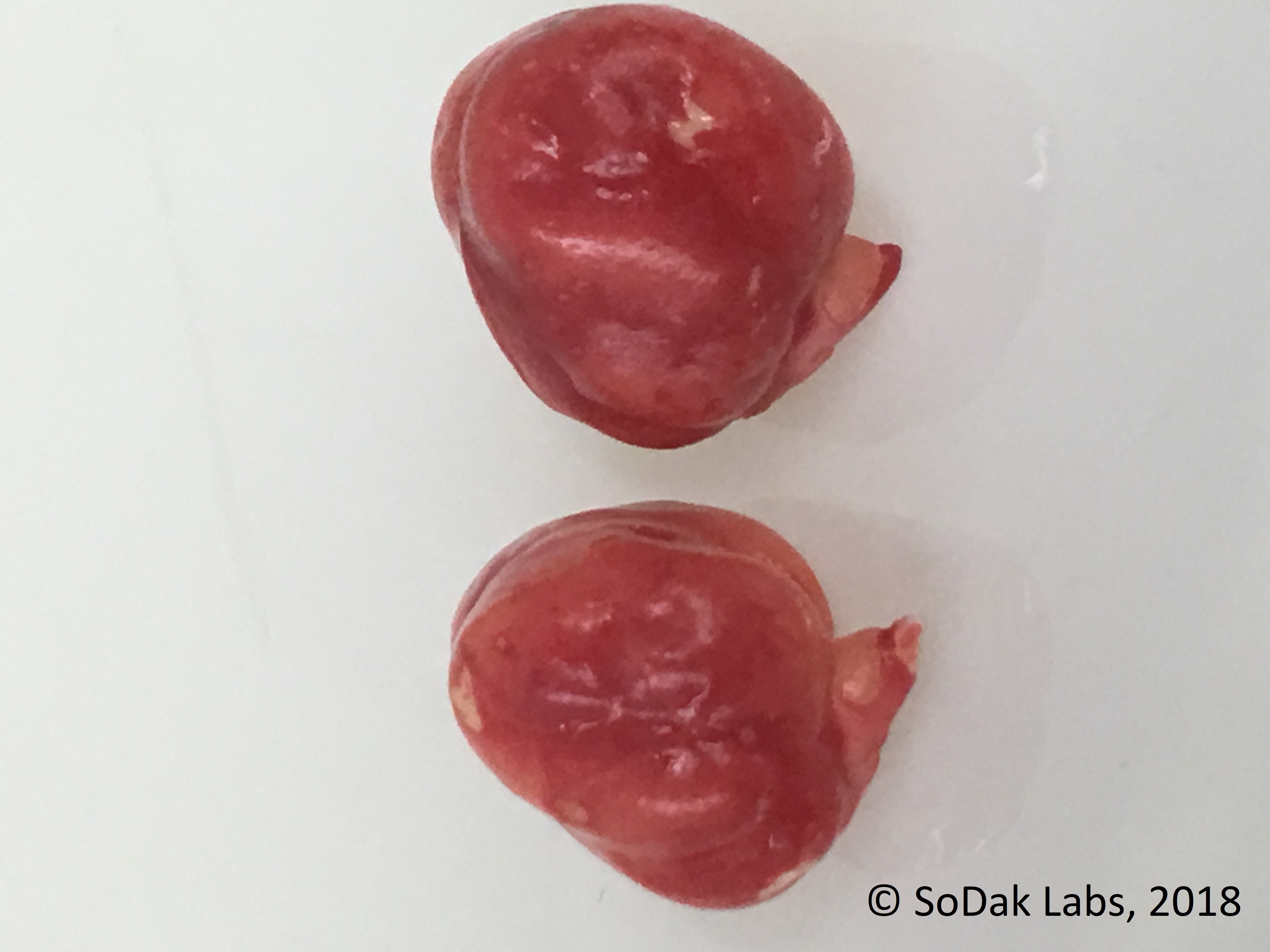Chickpeas showing red staining from Tetrazolium testing
