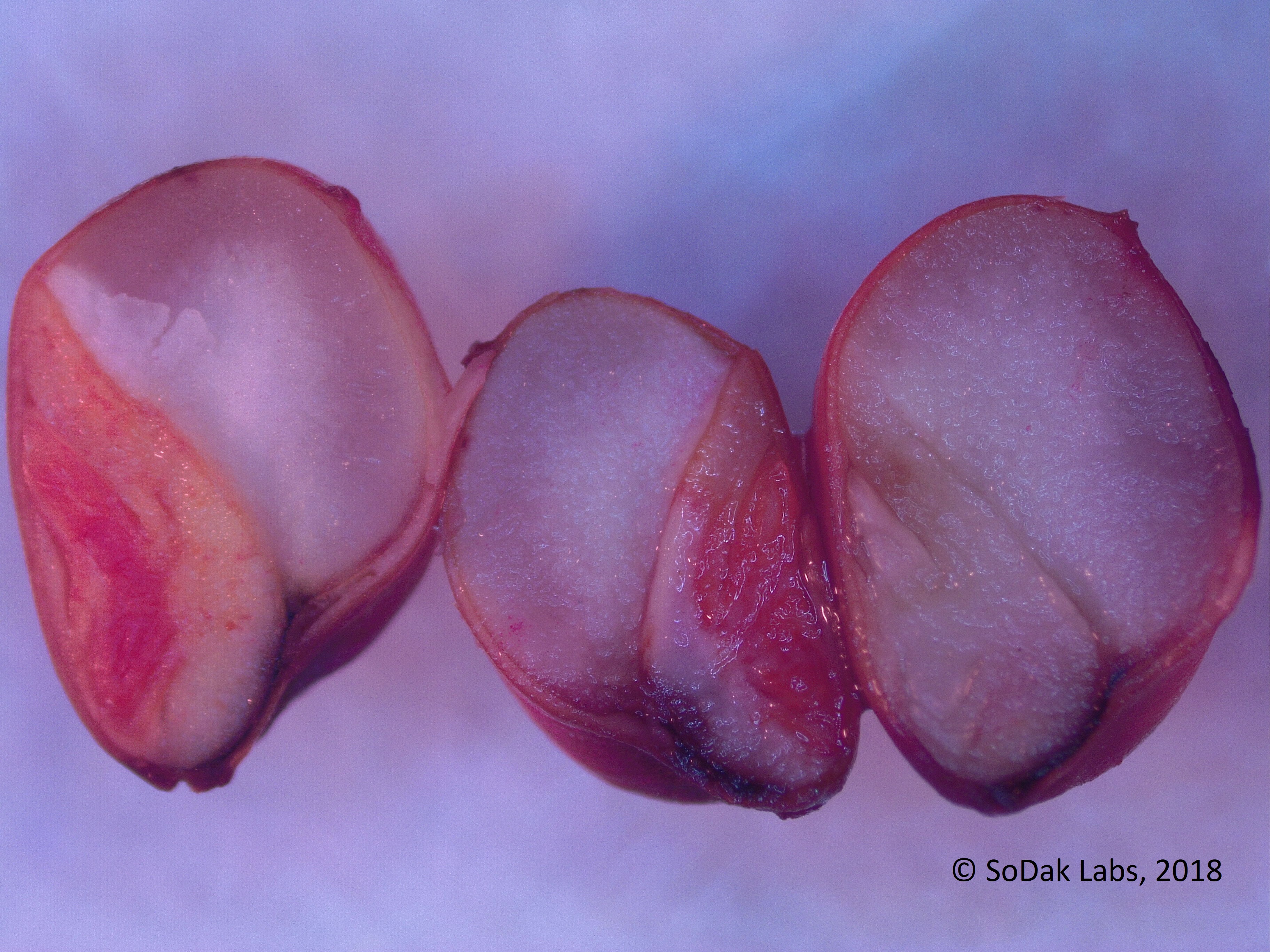 Cereal seeds showing staining from tetrazolium testing