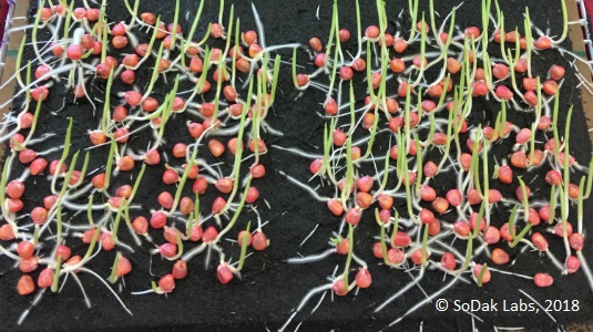 Corn Saturated Cold Test sample ready for Evaluation