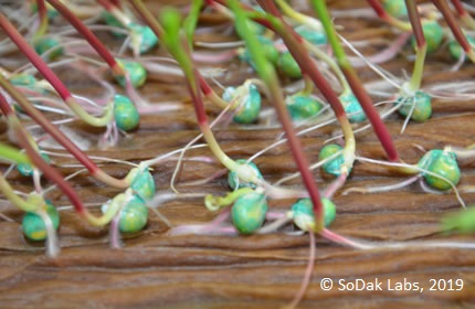 Corn Germination testing using Top Crepe Cellulose paper