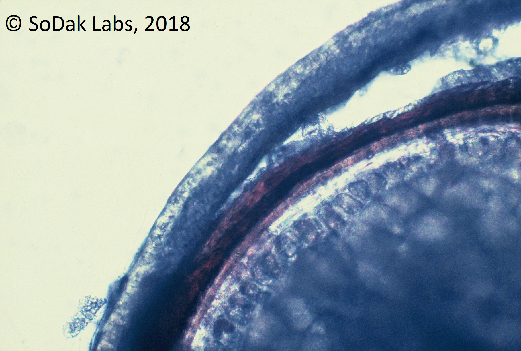 Cross section of Beardless Wildrye grass