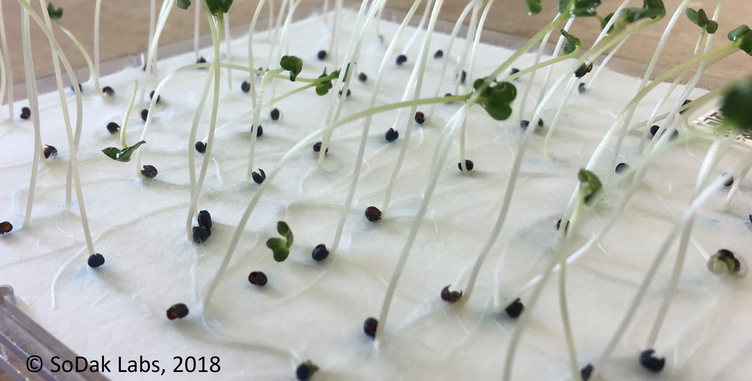 OIlseed Germination - Canola