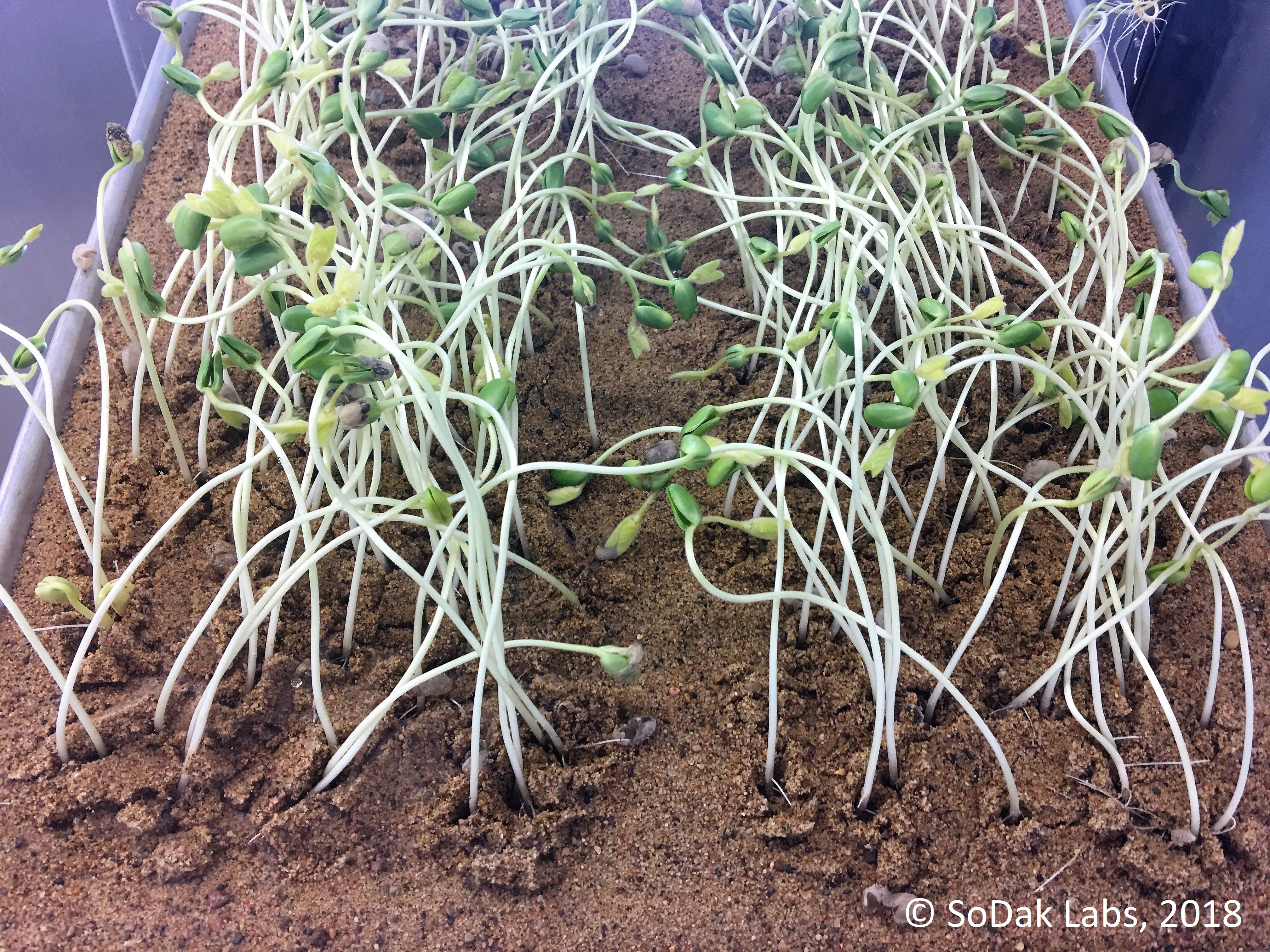Soybean seedlings ready for germination evaluation