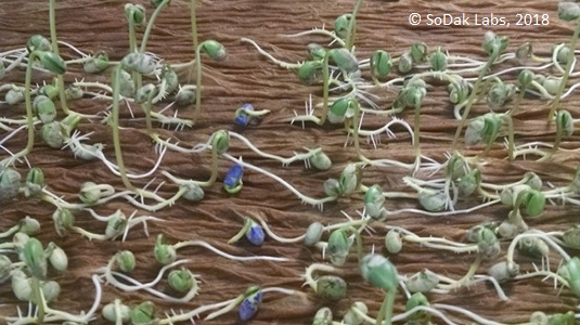 Soybeans on Herbicide Bioassay tray