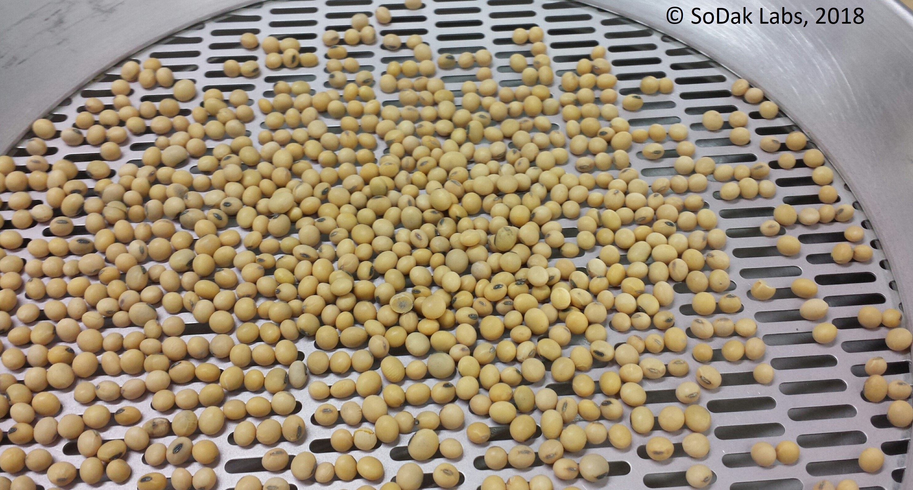 Soybean Purity & Noxious Weed examination