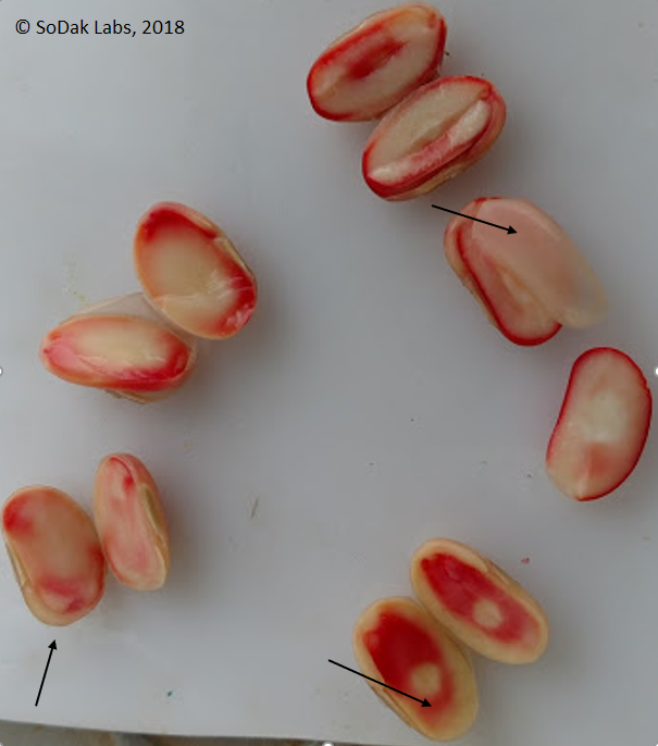 Soybeans showing staining from Tetrazolium testing