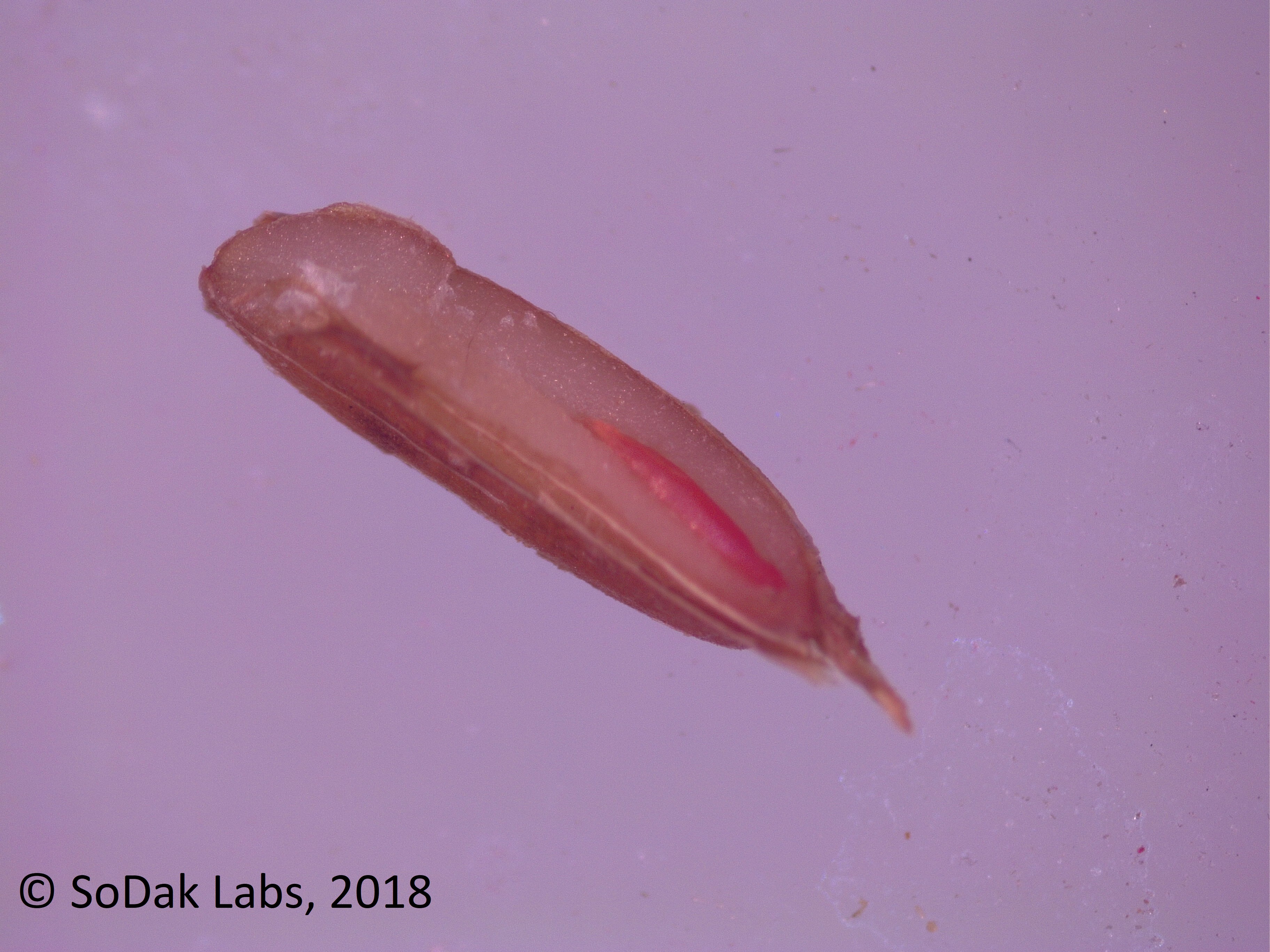 Carrot showing staining from Tetrazolium testing